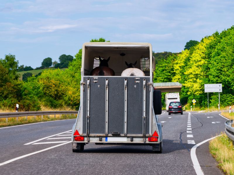 Horse box trailer being towed on a main road.